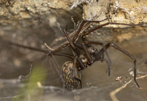 Réf. 359 901 : Eratigena sp.